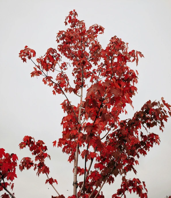 a po of a tree in autumn red leaves