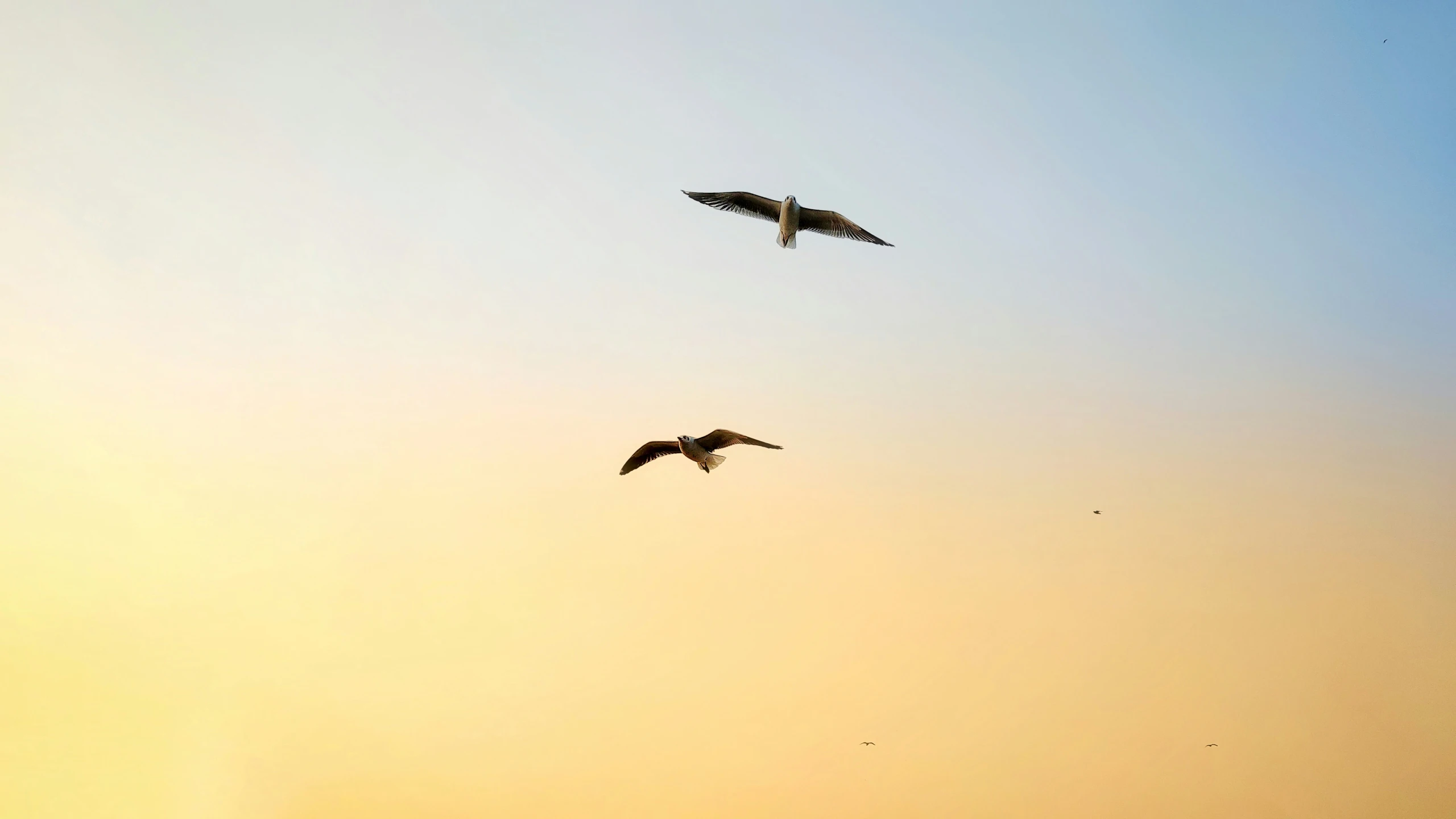 two birds flying in a formation at sunset