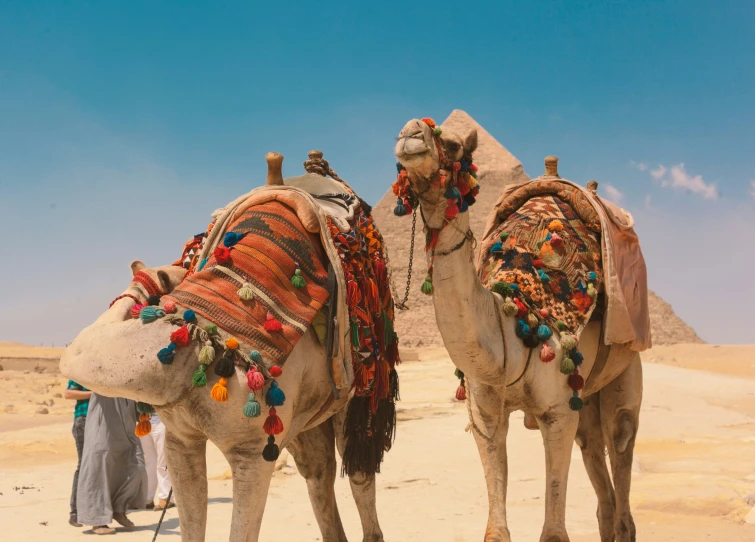 two camels are wearing colorful accessories near a pyramid