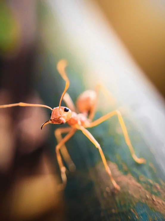 two small yellow bugs are crawling down a leaf