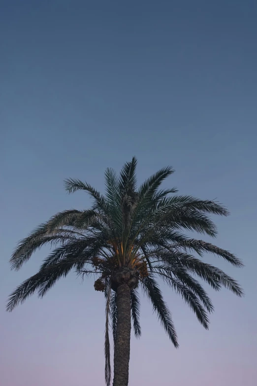a palm tree and a blue sky with clouds