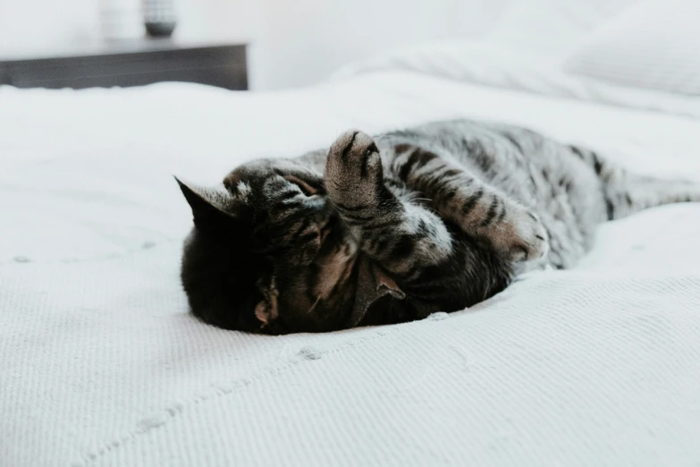 there is a cat rolling around on the bed