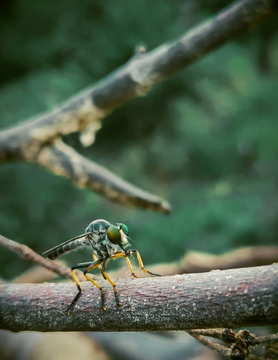 a fly that is sitting on a nch