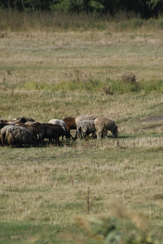 some sheep are standing together in the field