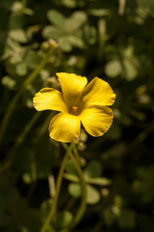 an unkempt yellow flower sits on a green stem