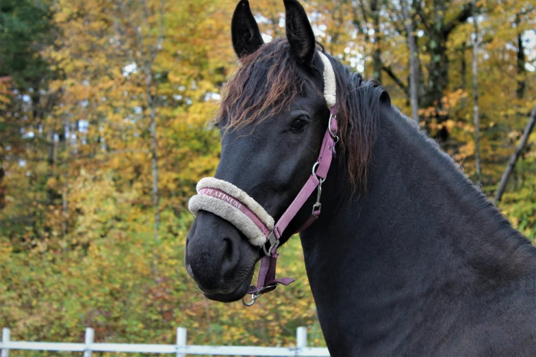 a black horse with a pink ribbon around his head