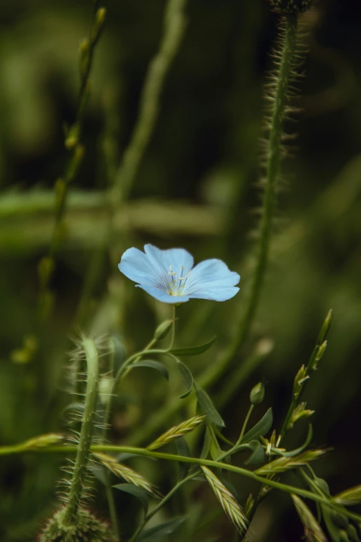 a light blue flower growing in the middle of a forest