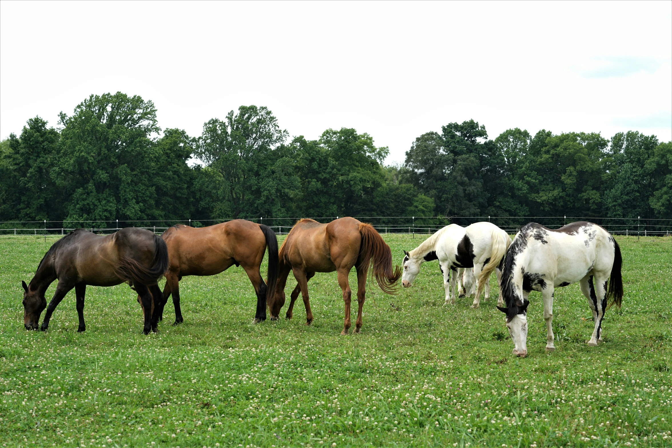 several horses grazing in a grassy field by a fence