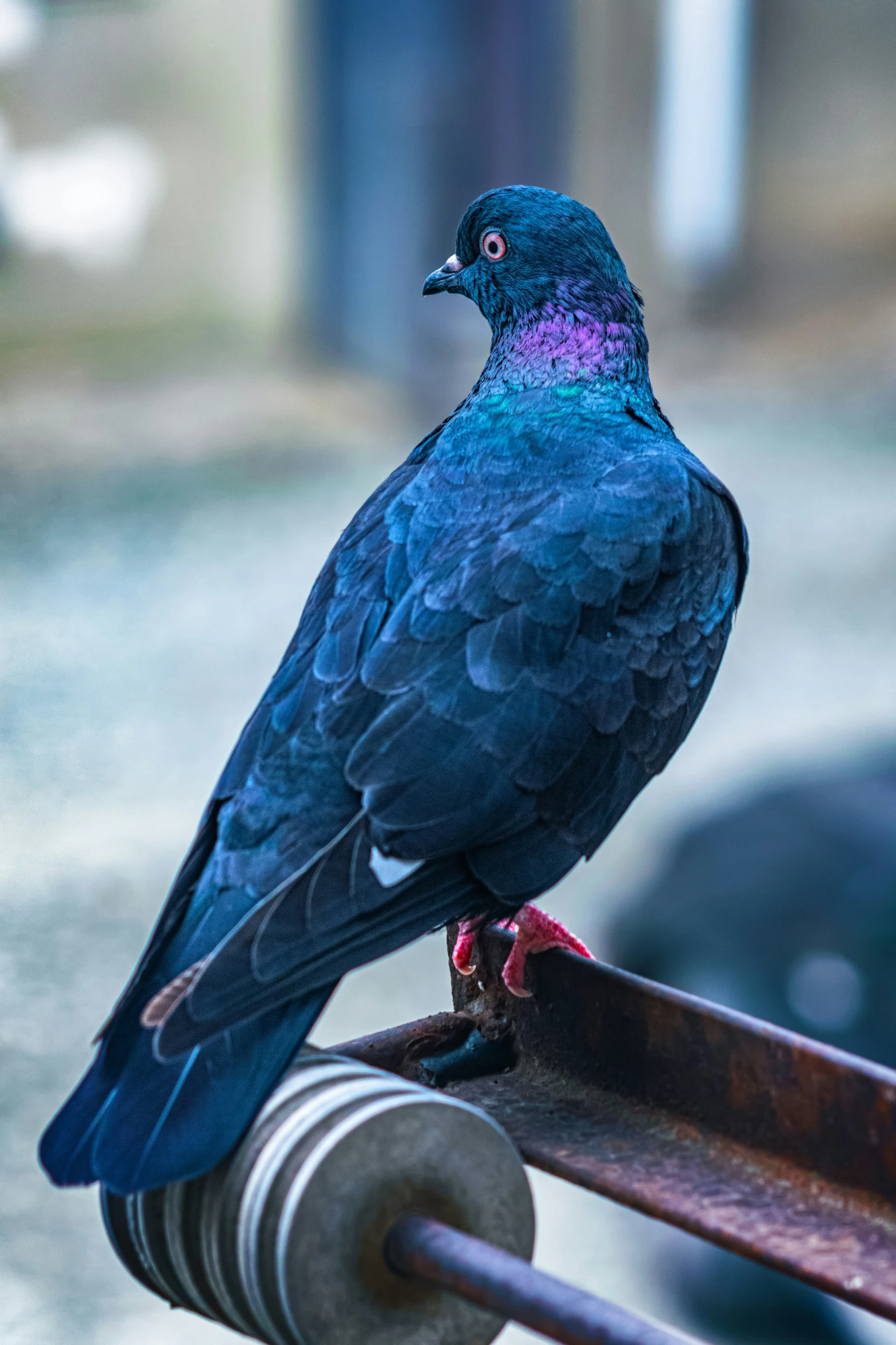 a blue bird perched on a metal rail