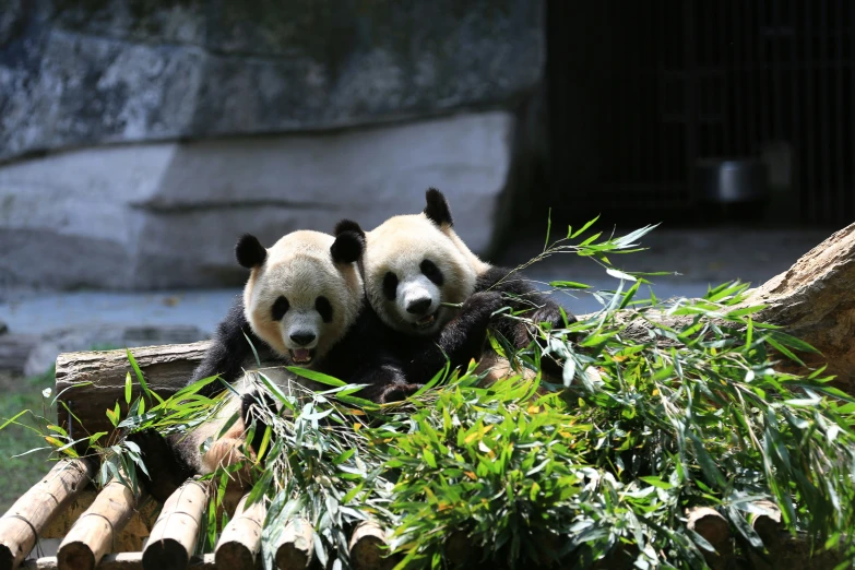 two panda bears sitting in the green trees