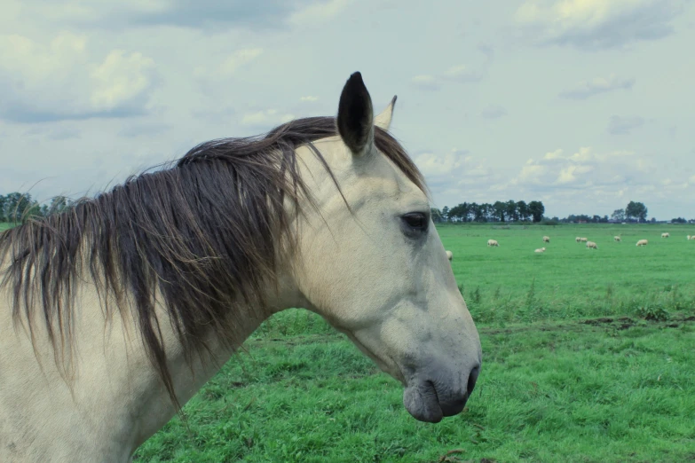 an appalon horse in a green pasture with sheep grazing