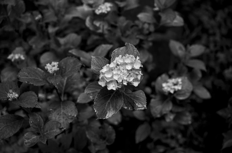 black and white pograph of flowers and leaves