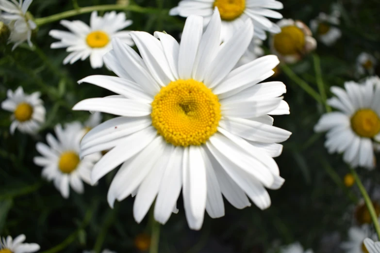 a bunch of white and yellow flowers on some stems