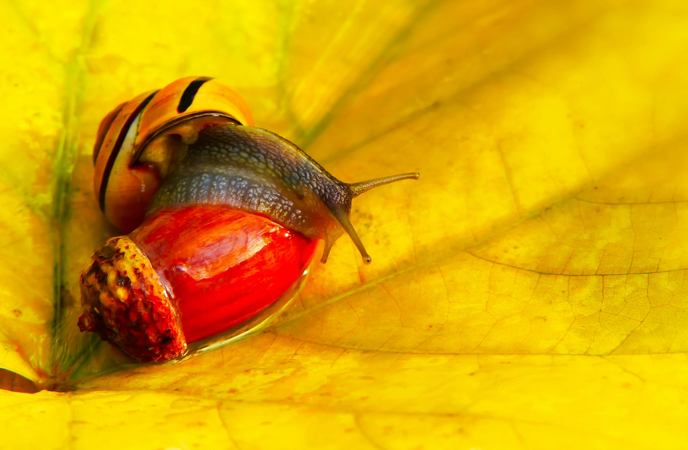 a close up of a snail with red and black stripes