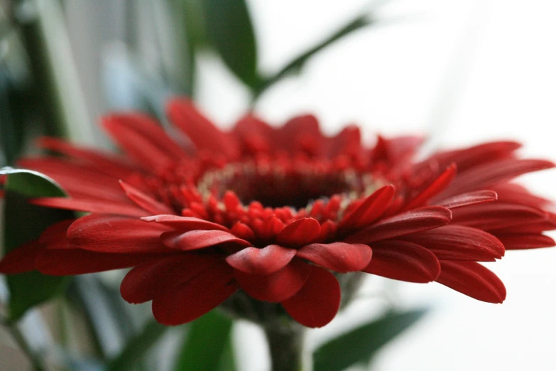 a closeup of the petals and tips of a red flower