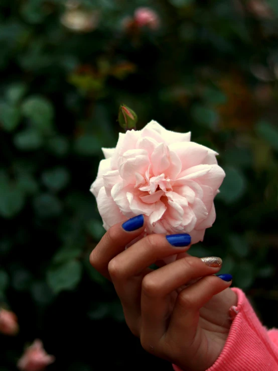 a close up of a person's hand holding a pink flower