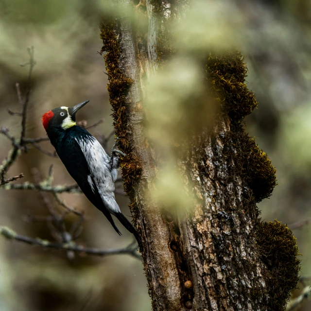 a bird is standing on top of a tree nch