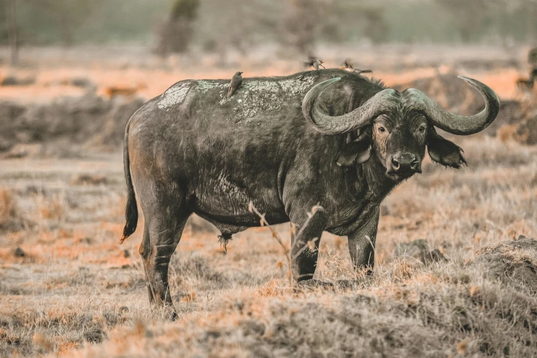 an angry bull in a field with birds on its back