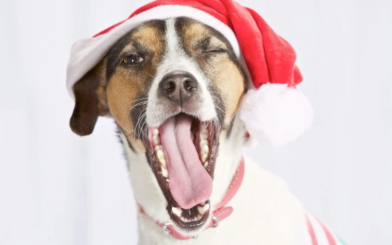 a close up of a dog with its tongue open