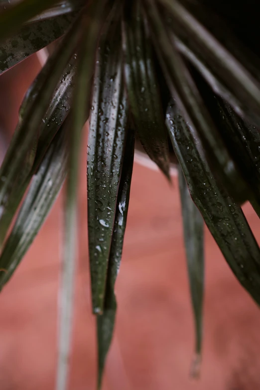 the wet leaves of the green plant with dewdrops