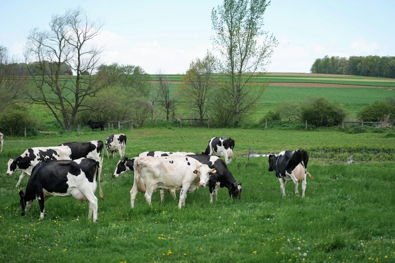 black and white cows are in a green field