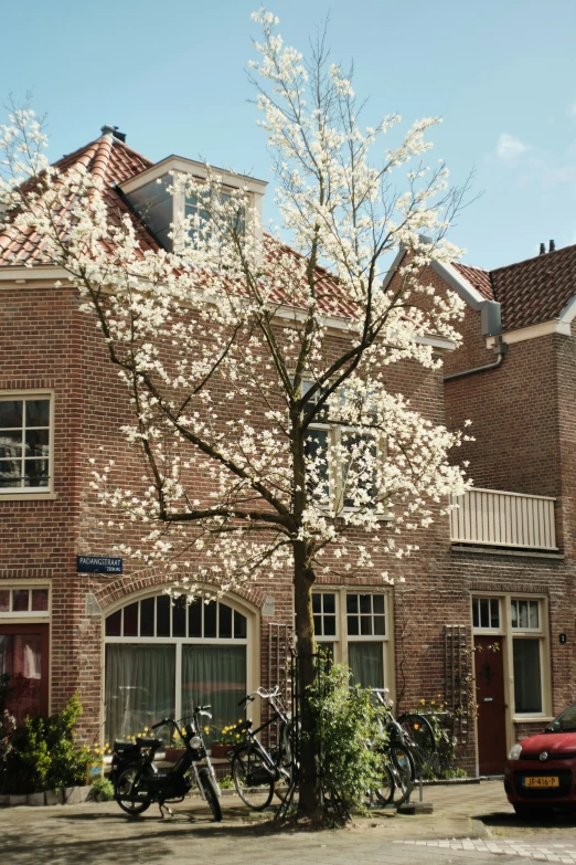 the tree has blossoming white flowers in front of the brick building