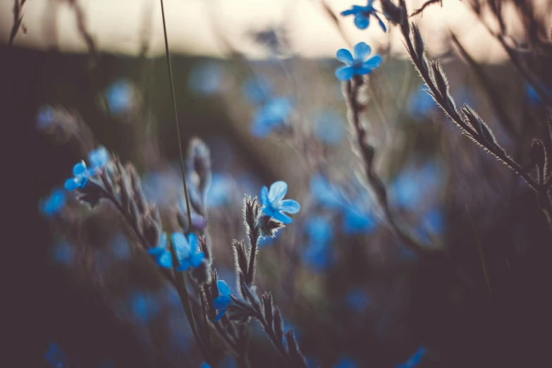 small blue flowers growing in the middle of a field