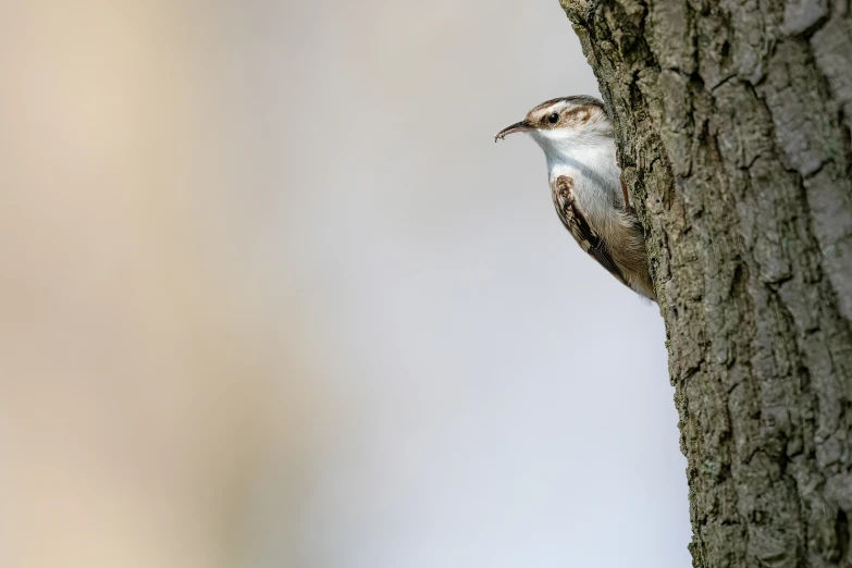 an image of a bird on a tree trunk