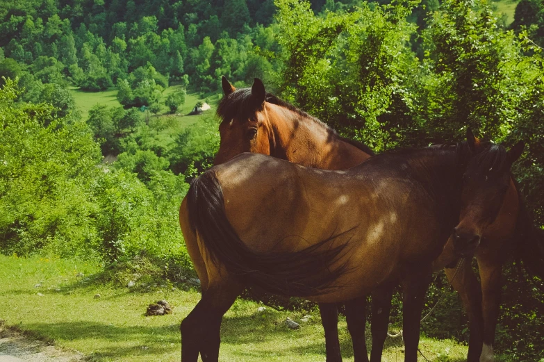 two horses stand in the shade and look around