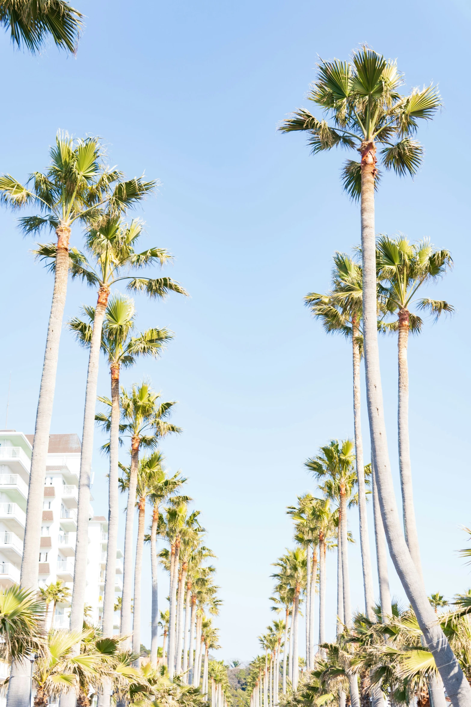 the people are standing around in front of tall palm trees