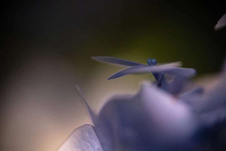 blurred image of a blue flower in the dark
