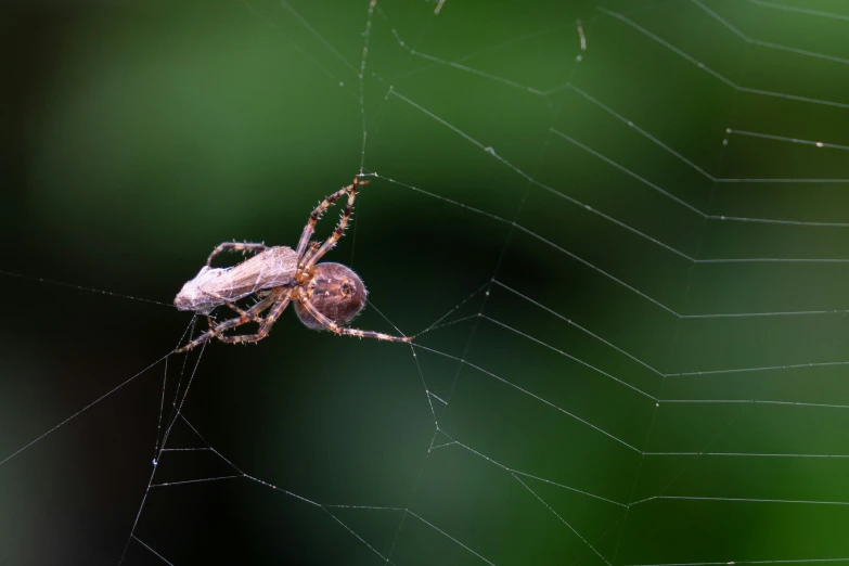 a spider is on a web in a garden