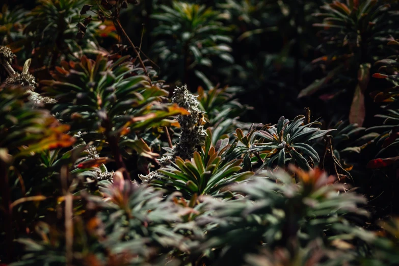 green plants in the middle of a wooded area