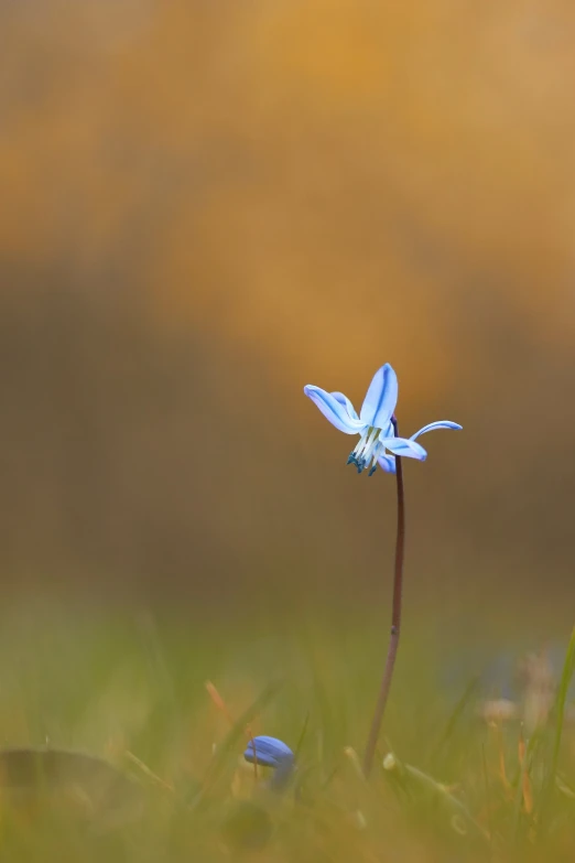 small blue flower standing on top of the grass