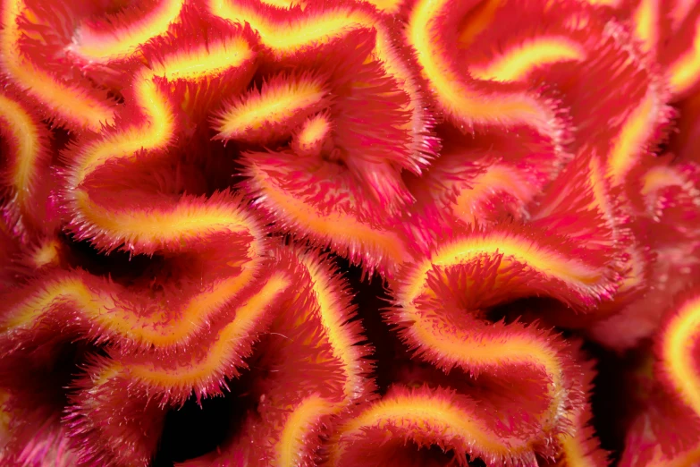 this is an extremely detailed coral close to the camera