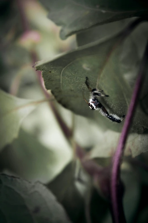 the spider is on the leaf of the plant