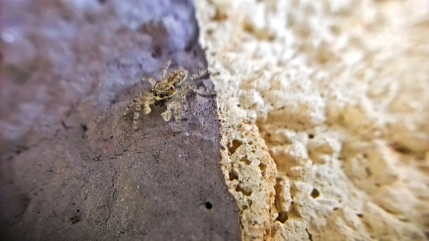 a close up s of two sponged edges of food