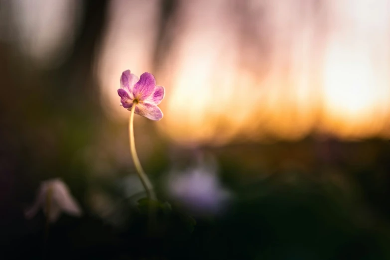 pink flower with yellow center growing out of ground