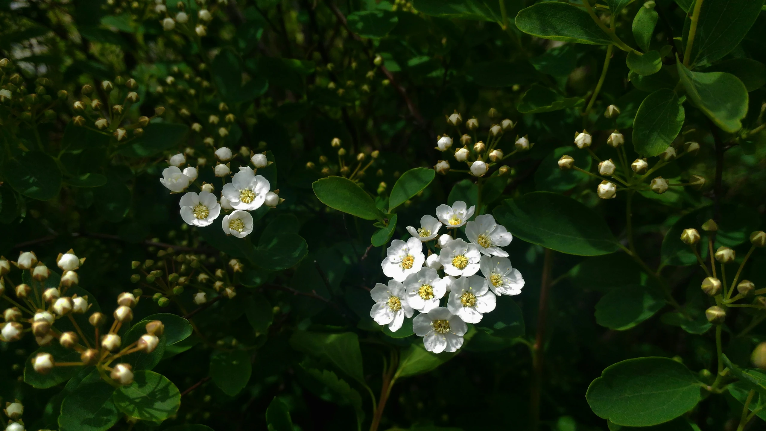 white flowers and green leaves with sunlight