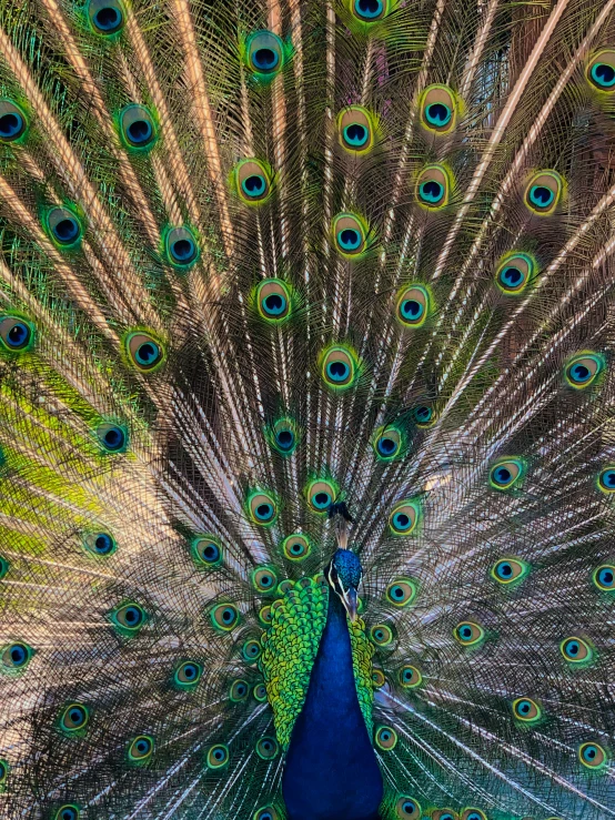 a peacock displaying its feathers in it's tail