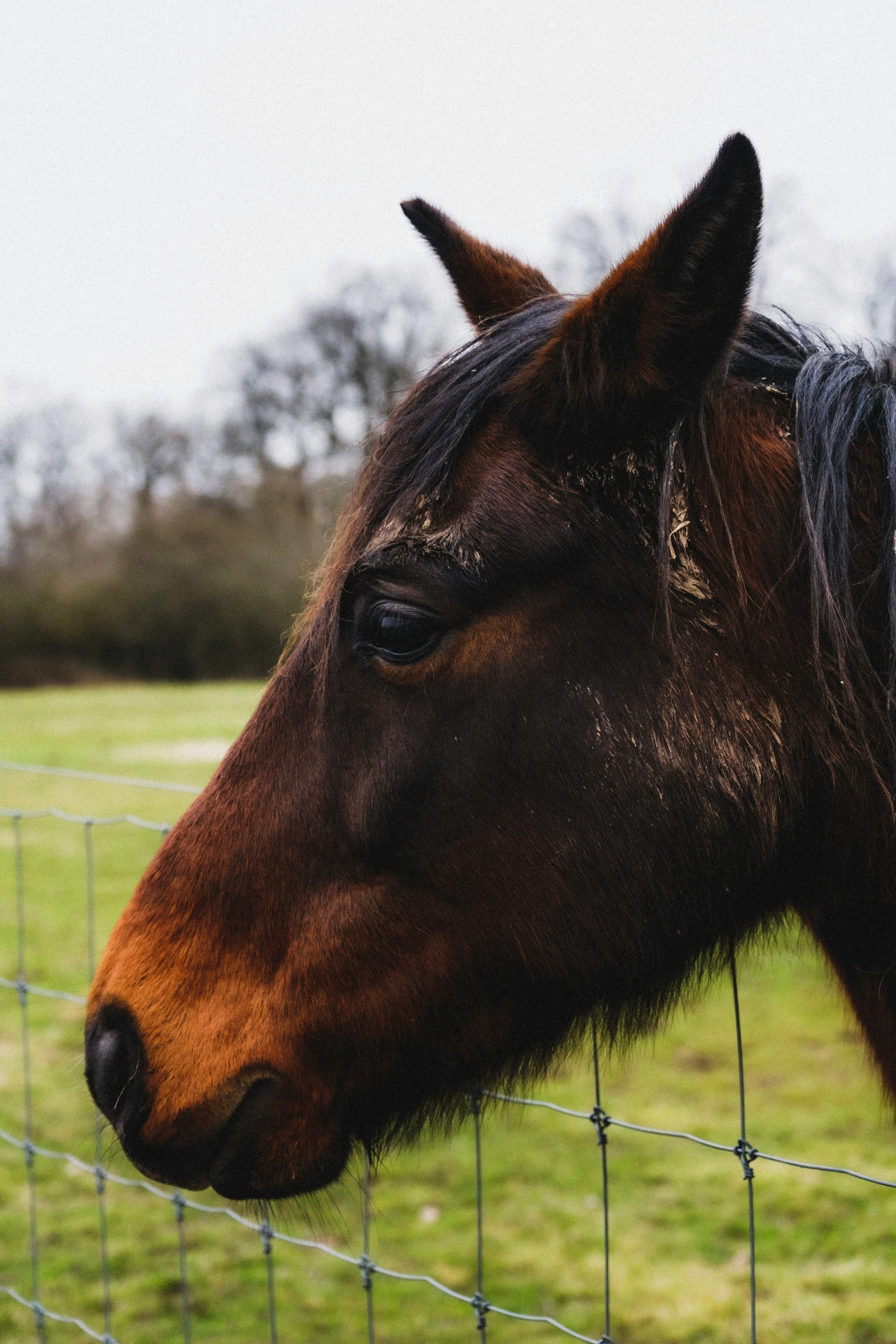 a horse sticking its head over a fence post