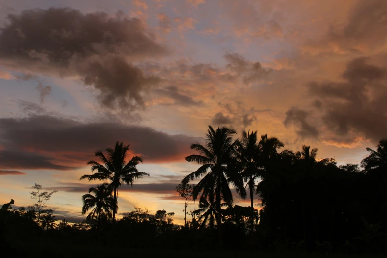 sunset with a few palm trees in silhouette