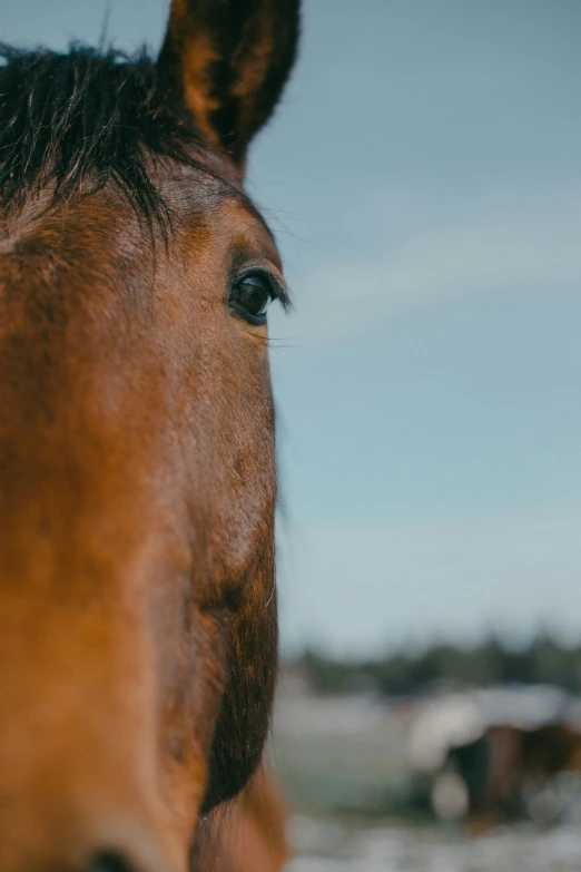 close up of a horse's face and forehead as he looks straight ahead