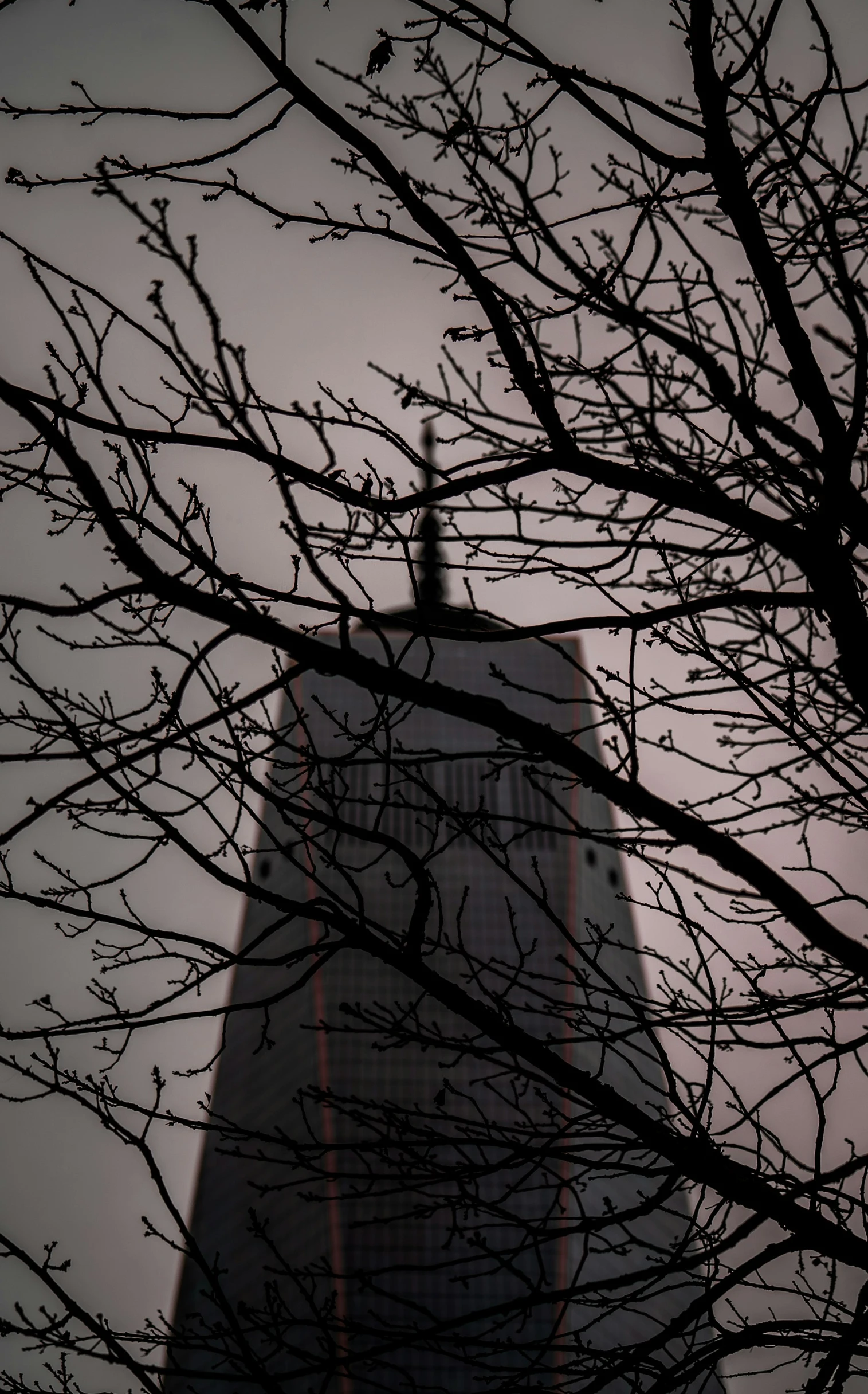 clock on the tower seen through bare nches