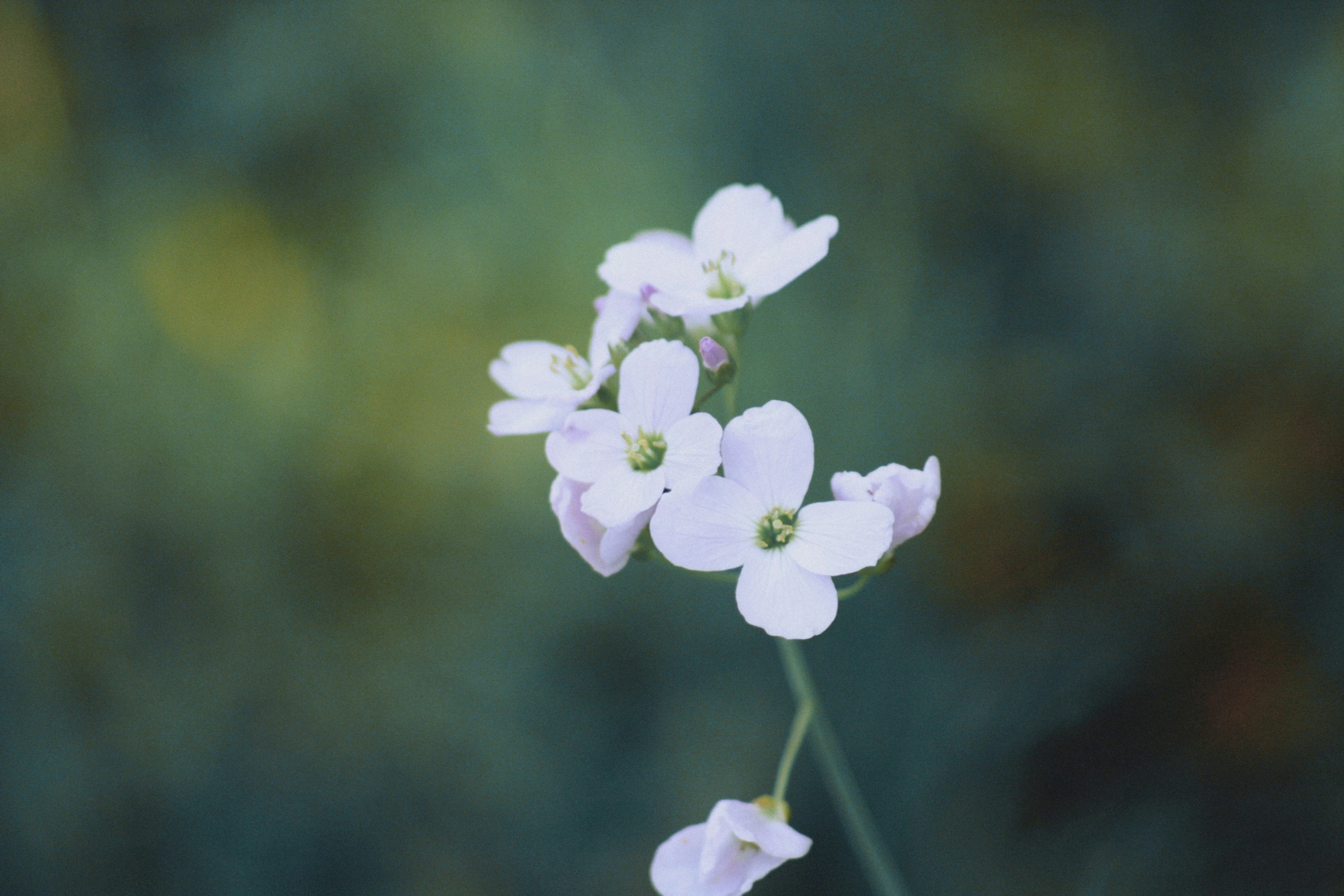 a close - up image of flowers with blurry background