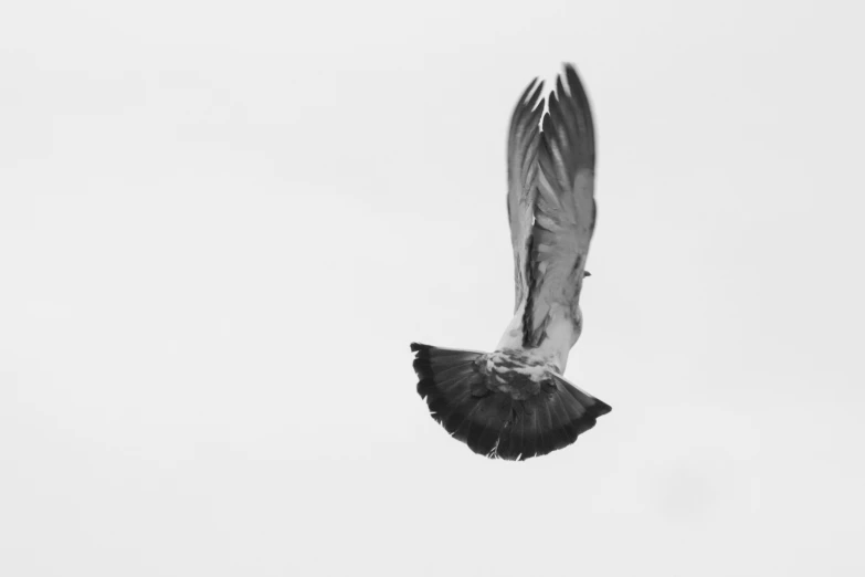 black and white pograph of an animal flying in the sky