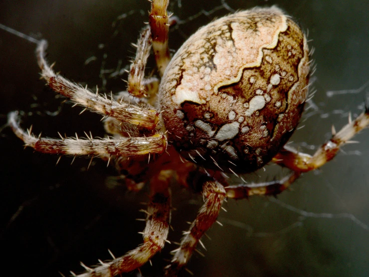 a close up of a big brown spider