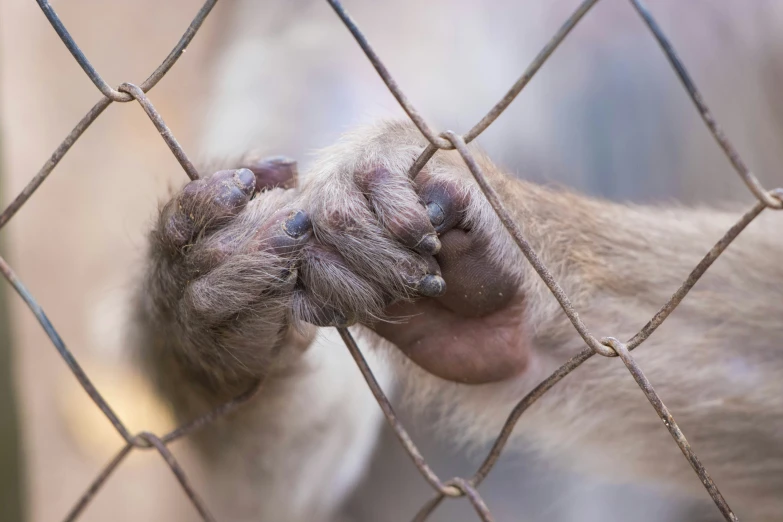 a long - haired dog's paw and head poking out through a fence