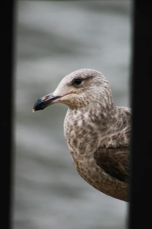 a bird with large, white head and beak on a water background