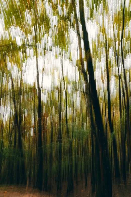 a tree filled forest with lots of green trees